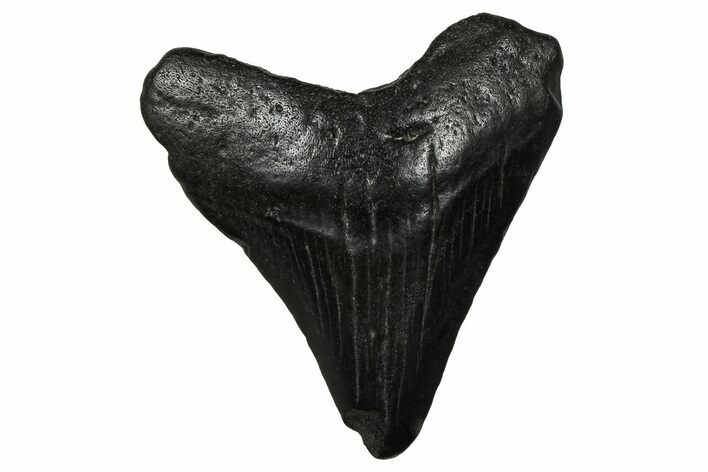 Juvenile Megalodon Tooth - South Carolina #375945